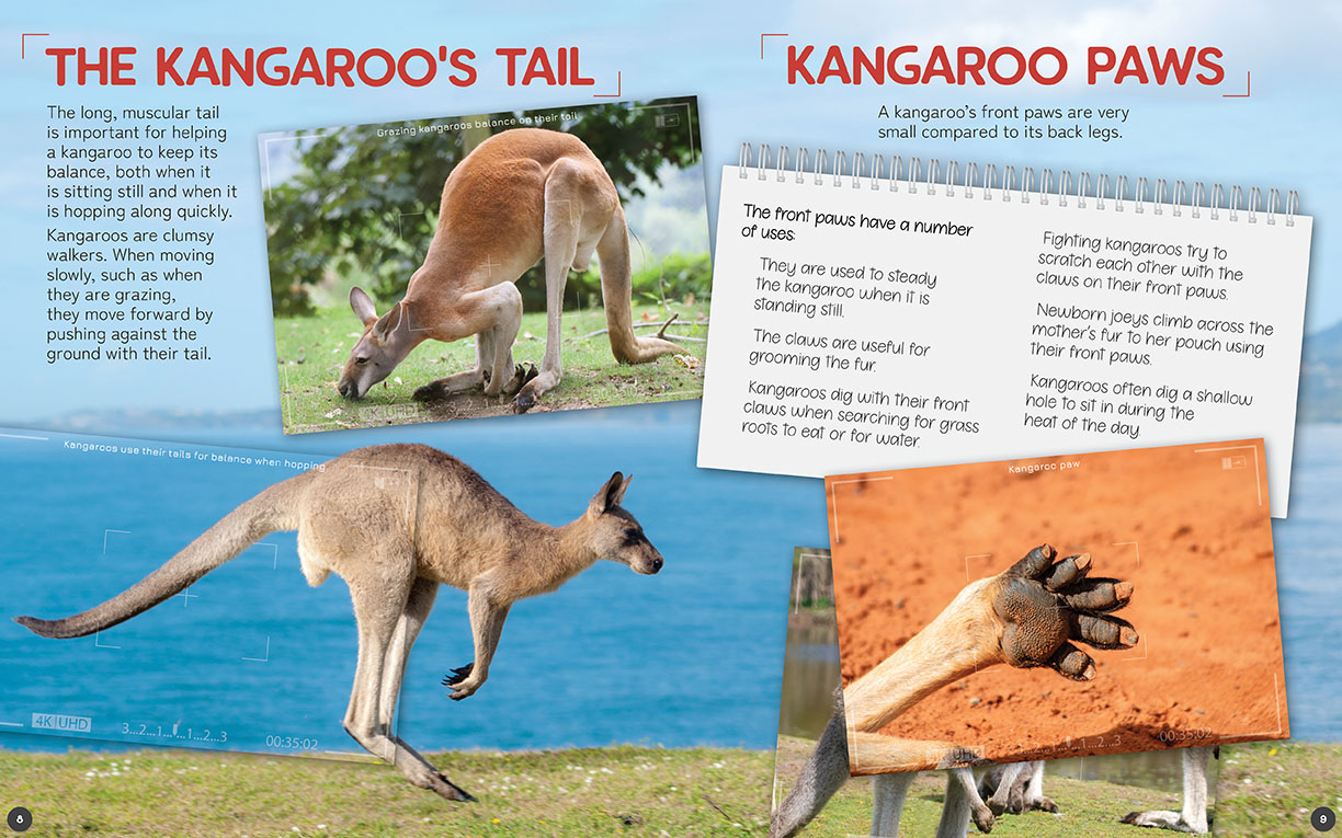 Australia's Remarkable Wildlife: Kangaroo by John Lesley - Redback  Publishing Australia