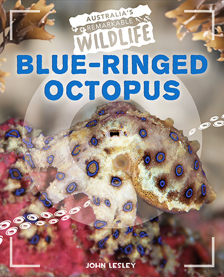 Blue-ringed Octopus Hapalochlaena sp. - MarineThemes Stock Photo Library